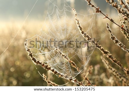 Spider web covered with morning dew.
