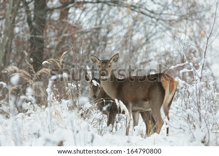Roe deer looking for food on the first snowy day before the arrival of winter.