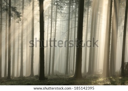 Sun rays pass through trees in a coniferous forest in the morning.
