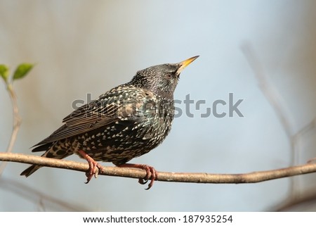 Common Starling (Sturnus vulgaris) on a branch.