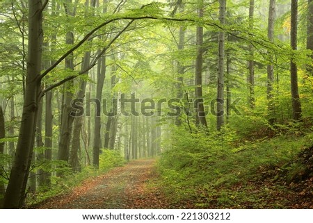 Path by early autumn forest.