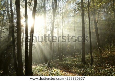 Sunbeams enter the misty autumn forest at dawn.