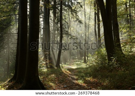 Path through the autumn forest on a foggy morning.