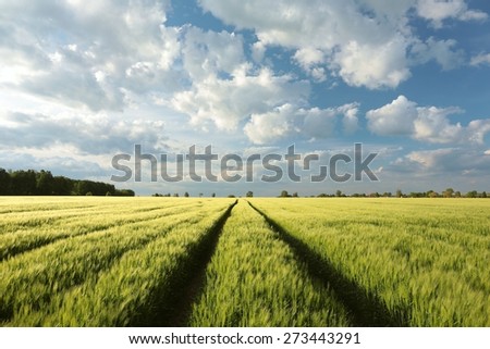 Spring field of grain.