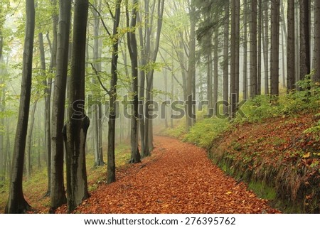 Path through the forest on a foggy autumn morning.