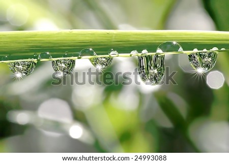 Drops of water hanging from the blade of grass in the early morning.