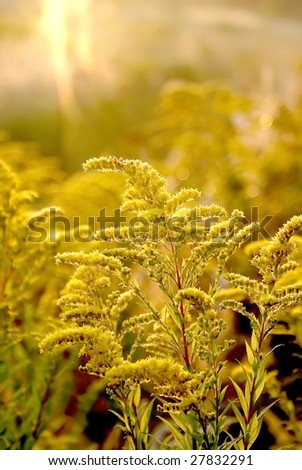 Golden rod wildflower on a field at sunrise at the end of summer.