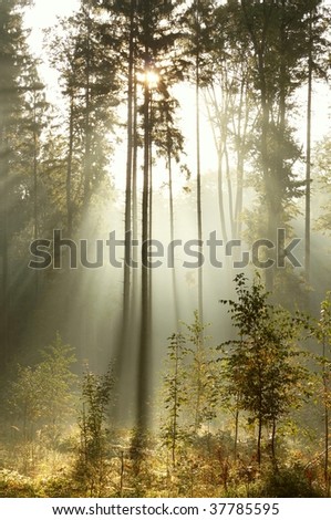 Rays of the rising sun pass through the trees and falls into the misty forest.