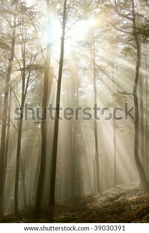 Magic sunlight falls into the misty beech forest. Photo taken in early autumn.