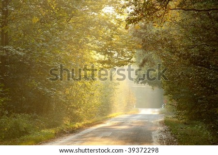 Last rays of the setting sun falls on the road leading through the autumn woods.