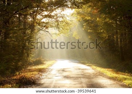 Rising sun falls on the road leading through the autumn woods.