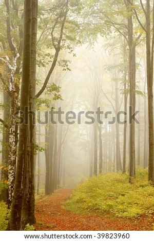 Misty autumn forest path with beech trees and willow on the left. Photo taken in October.
