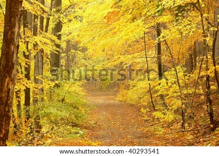 Path through the woods surrounded by trees in the warm colors of the autumn season.