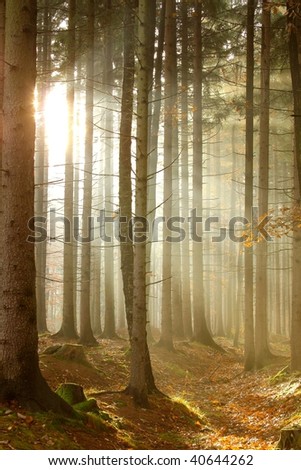 Magic sunbeams falls into misty coniferous woods. Photo taken in November.