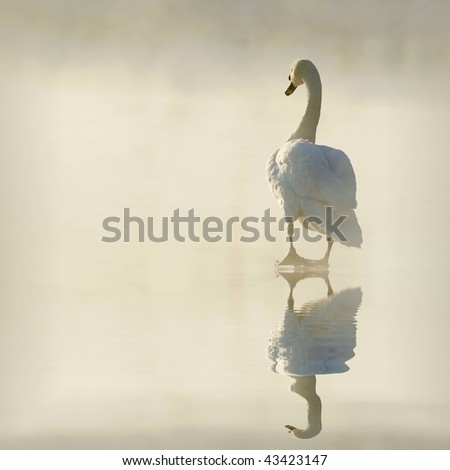 Lone swan on the ice surrounded by fog goes into the light of the rising sun.