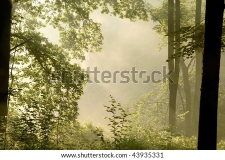 Misty oak forest with spring leaves illuminated by the light of the rising sun.