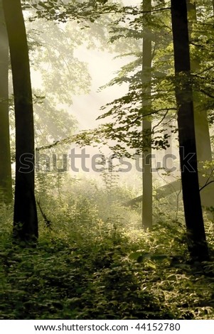 Spring forest in the fog illuminated by the light of morning sun.