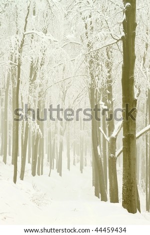 Winter path through the beech forest surrounded by mountain mist with a large layer of snow.