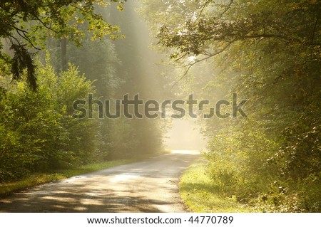 Road leading through the enchanting forest in the light of morning sun.