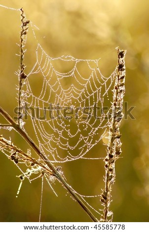 Light of the rising sun falls on spider web covered with morning dew.