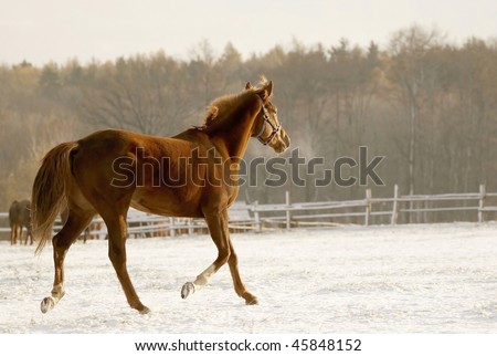 Horse runs in the snow covered pasture at the beginning of winter in the morning sun.