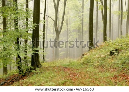 Beech forest path on the mountain slope with fog hiding in the distance.