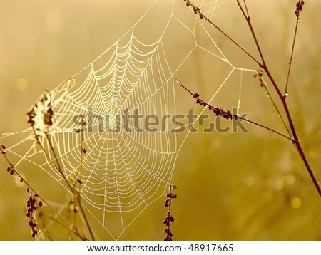 stock photo : Spider web on a meadow at sunrise. Photo taken in October. stock photo : Spider web on a meadow at sunrise. Photo taken in October.