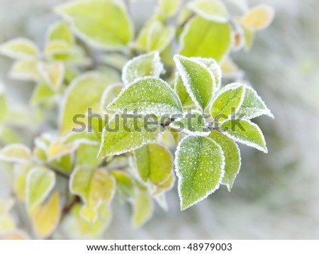 Plant with leaves covered with morning frost. Photo taken in late autumn.