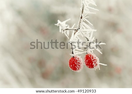 Red berries covered with frost at the beginning of winter.