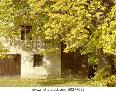 Autumn oak tree growing next to the cottage in the afternoon sun.
