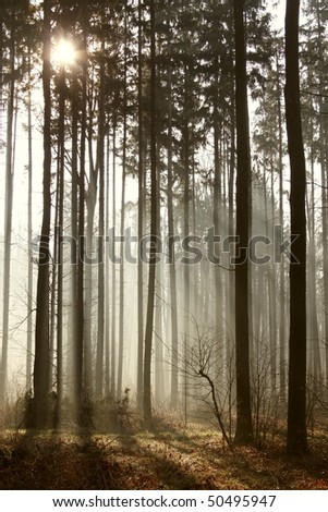 Sunbeams falls into the misty woods with majestic pine trees. Photo taken in April.
