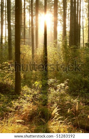 Rays of the rising sun falls into the coniferous forest. Photo taken in early autumn.