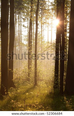 Rays of the rising sun falls into the deciduous forest on a foggy spring morning.