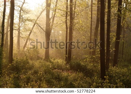 Misty spring forest illuminated by the rising sun. Photo taken in May.