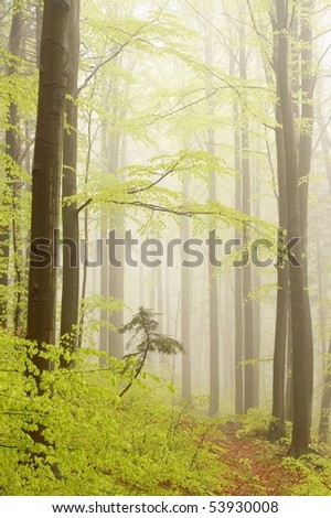 Path leading through the misty spring forest with beech trees growing on the slope.