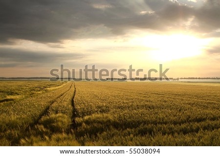 Picturesque landscape at sunrise over a field of grain.