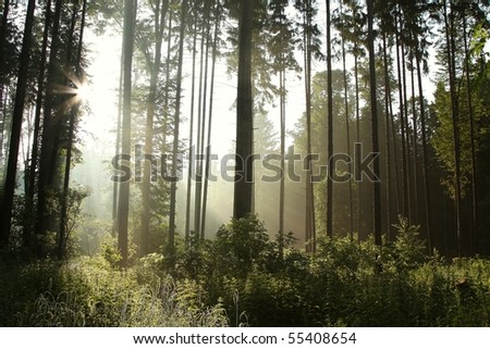 Coniferous forest in the morning with the sun shining through the trees.