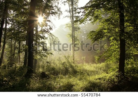 backlit forest