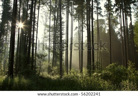 Coniferous forest in the morning with the sun shining through the trees.