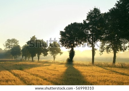 Trees alongside the country road on the edge of a field of grain. Photo taken at dawn.