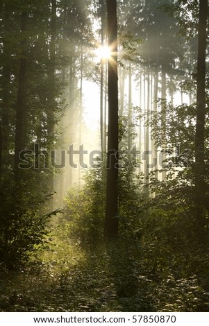 Misty forest in the morning with the sun shining through the trees.