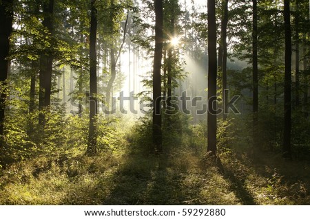 Rising sun falls into the deciduous forest on a foggy summer morning.