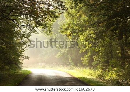 Country road in the morning lead by misty deciduous forest at the end of summer.