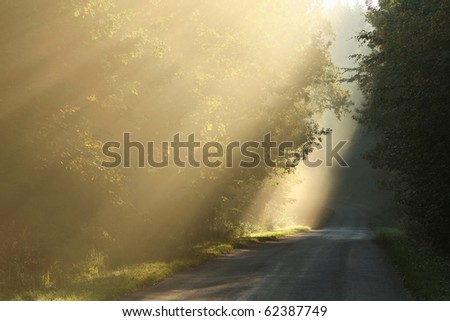 Sun rays falls on the country road leading into the misty deciduous forest.