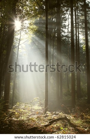 Morning sunlight falls into autumn coniferous forest on a foggy day.
