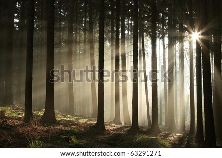 [Obrazek: stock-photo-coniferous-forest-backlit-by...291271.jpg]