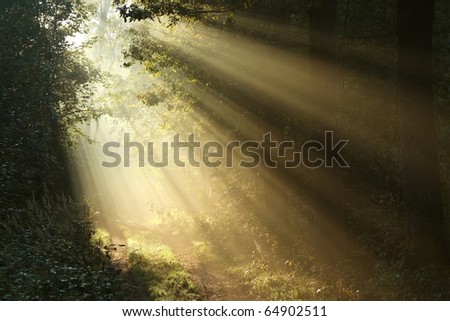 Sunbeams falling on the path in autumn forest on a foggy morning.