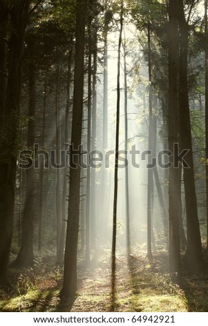 Sunbeams enters the dark coniferous forest on a misty autumn morning.