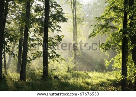 Sunlight enters the misty spring deciduous forest after a rainy night.