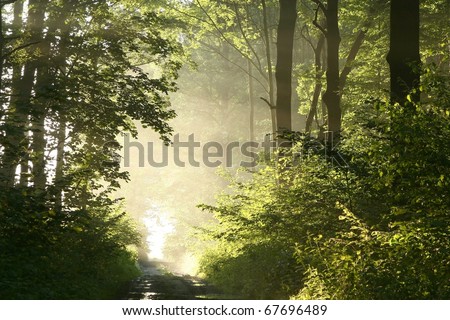 Dirt road crosses a lush deciduous forest  on a foggy spring morning.